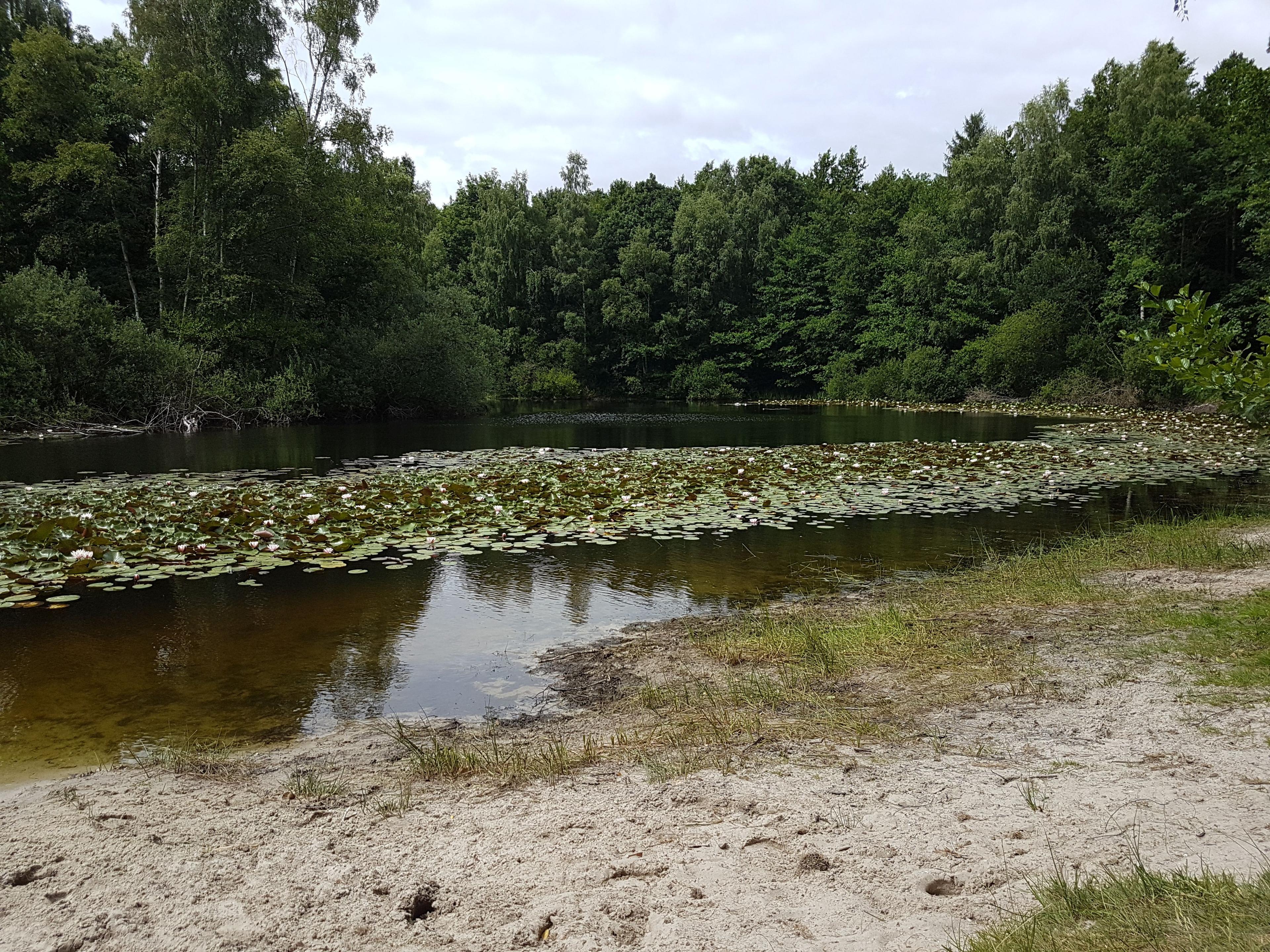 Seerosenteich im Beerbusch | © AK "Stadt & Natur erleben" Stadtmarketing Lehrte