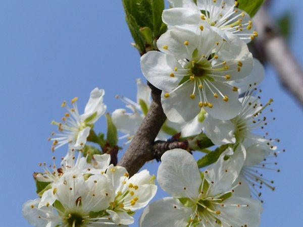 Blüte der Reneklode | © AK "Stadt & Natur erleben" Stadtmarketing Lehrte