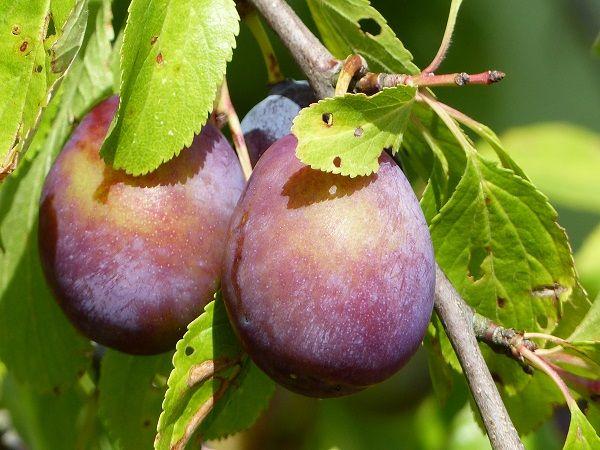 Bühler Frühzwetschge | © AK "Stadt & Natur erleben" Stadtmarketing Lehrte