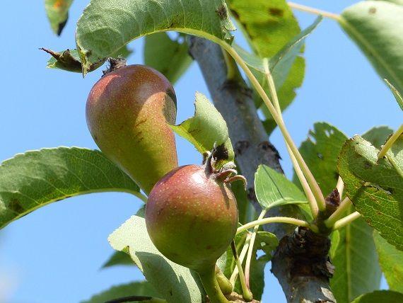 Gute Luise von Avranches | © AK "Stadt & Natur erleben" Stadtmarketing Lehrte 