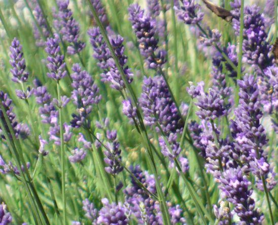 Lavendel | © AK "Stadt & Natur erleben" Stadtmarketing Lehrte