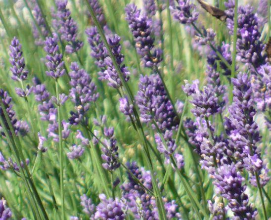 Lavendel | © AK "Stadt & Natur erleben" Stadtmarketing Lehrte