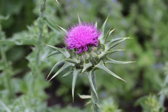 Mariendistel | © AK "Stadt & Natur erleben" Stadtmarketing Lehrte 